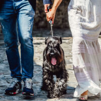 mascota boda novios amor
